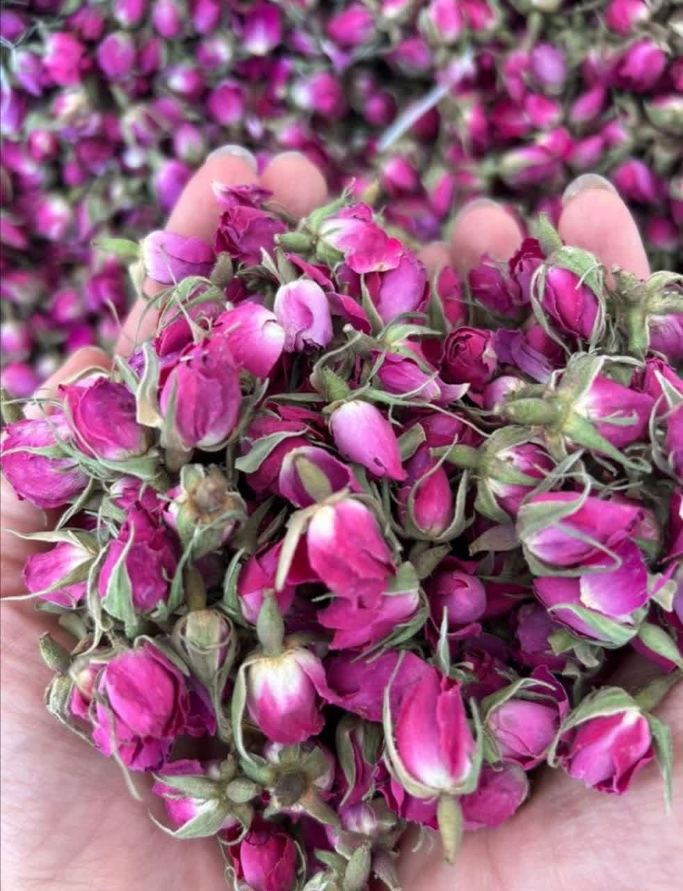 قیمت غنچه گل محمدی کرمان + با کیفیت و عمده